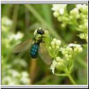 Chloromyia formosa - Waffenfliege m03.jpg